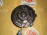 Моторчик печки NISSAN C25/C26/NT31/J10 Front,дефект крепления