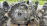 АКПП Honda F22B AOYA 2WD БЕЗ МУФТЫ Accord CE1