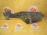 Защита радиатора Toyota GSU40 Highlander перед, лев 53294-48070
