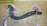 Патрубок радиатора печки Toyota 87245-52020 Platz NCP12/NCP20/NCP30/NNP10/NCP50/NCP60/NCP70/NCZ20 1NZ НИЗ, с помпы на радиатор печки