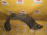 Подкрылок TOYOTA Prius NHW10 перед, прав Дефект 53875-47010