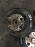 Ступица Honda RF2/RA2/RA4 Stepwgn зад, лев 4WD ABS. Голая без диска и суппорта. 52215-SX1-J10.43120-SX1-003.42600-SX1-000
