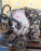 Двигатель Honda D16A-1501788 VTEC БЕЗ ТРАМБЛЕРА ,ПРОБЕГ 48 Т КМ Domani MB4-1000539