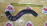 Патрубок  радиатора Honda 19501-P1E-000 Odyssey RA3/RA4 F23A в верх