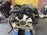 Двигатель Nissan VG33-100990A Terrano R50