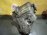 Раздатка Land Rover 406PN Discovery LA/L319 4.0L V6 (пробит корпус) IAB500280, 4H227K780CA