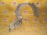 Подкрылок NISSAN Cefiro A33 перед, прав Дефект 63840 2Y000