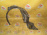Подкрылок HONDA Airwave GJ1 перед, лев Дефект 74151-SLA-0000