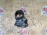 Заслонка дроссельная BMW X5 E70 M57N2/M57D30TU2/306D3 11717804384 '2008