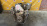Двигатель Honda D15B-2068364 VTEC OLD Civic EG