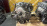 Двигатель Honda D16A-9108440 БЕЗ  ТРАМБЛЕРА И ГЕНЕРАТОРА HR-V GH3