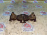 Колодки тормозные BMW X5 E70/E71/F15/F16 '2007 R 34216776937