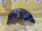 Подкрылок Ford Explorer 5 U502 '2011 зад, лев BB537828371AF