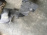 Защита двигателя Mitsubishi CD5W Lancer/Libero R MB826680  MB889068