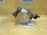 Вакуумный насос Ford F6JB Fiesta 5 CBK/JH/JD/JU '2007 1.4L TDCi