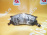 Колодки тормозные Toyota Lite Ace Noah/Town Ace Noah TCR10W/TCR20W/CXR20G/CR40G/CR50G/SR40G/SR50G 3CTE ОСТАТОК 50-60% F 04465-28340/PF-1404