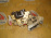 Замок двери Subaru GG2 Impreza (2 контакта) перед, прав 61100FE020