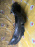Подкрылок SUBARU Impreza GG2 '2003-2005 L дефект 59110 FE050