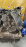 Двигатель Toyota 2KDFTV-9816082 ТНВД 22100-0L020 Hiace/Hilux Pick Up KUN25