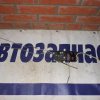 Замок двери Toyota SV30 Camry sed. перед, лев