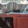 Поддон ДВС Suzuki K6A Alto Алюминий