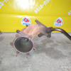 Коллектор выпускной Nissan NA20 Crew/Cedric Y31