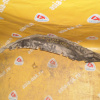 Подкрылок Mitsubishi Challenger K99W перед, прав MR244728