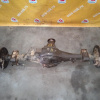 Мост Kia PU Bongo 3 J3 '2007 R 2WD 5MT 1TON 3.727 (41/11) 5 шпилек, барабан, двухскат. 520004E210