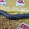 Патрубок  радиатора Honda 19501-PZD-A00 Element YH2 K24A L в