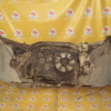 Ноускат Acura MDX YD2 J37A1 '2006-2009 a/t Дефект бампера Брак туманок Дефект стекла L фары (глубокие царапины) Омыватели фар ф.949471 xenon тум.94948