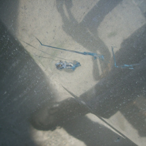 Капот HONDA Accord CU2/CW2