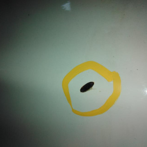 Дверь боковая BMW 1-Series E87 перед, прав в сборе (без зеркала и обшивки) 41517191012